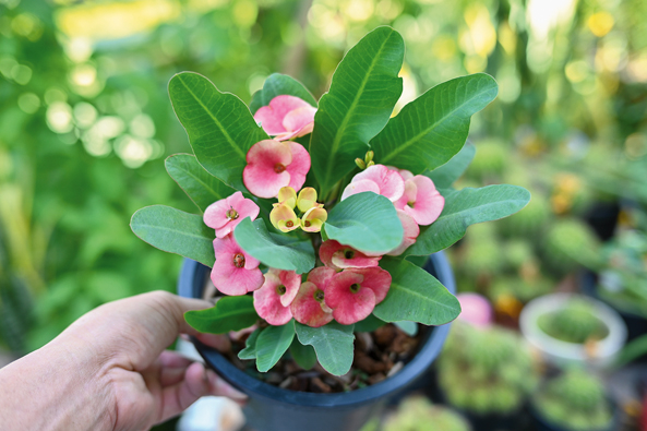 Christusdorn farbenfroh und robust