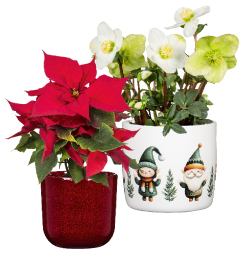 Weihnachtliche Übertöpfe