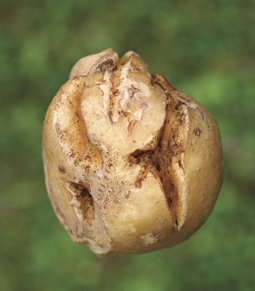 Risse in Kartoffeln