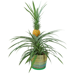 Ananas