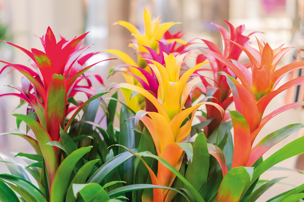 Bromelien