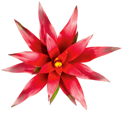 Blüte einer Bromelie