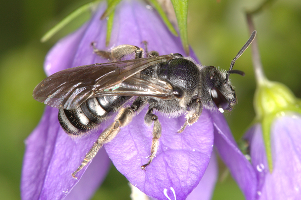 Weibchen der Glockenblumen-Schmalbiene