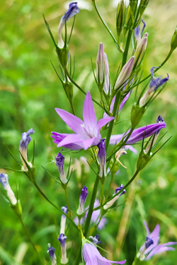 Rapunzel-Glockenblume