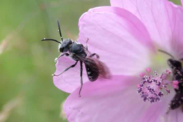 Männchen der Glockenblumen-Schmalbiene