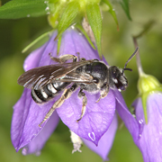 Glockenblumen-Schmalbiene