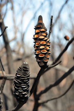 Australische Banksie