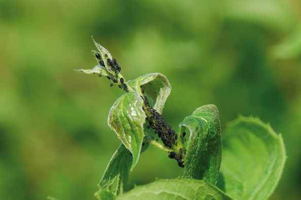Schädlinge im Garten