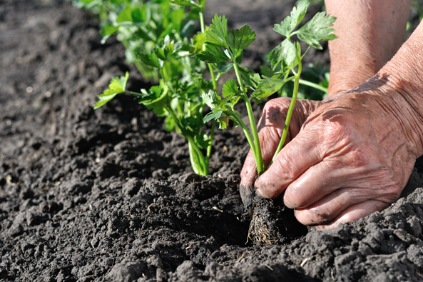 Frühanbau von Knollensellerie