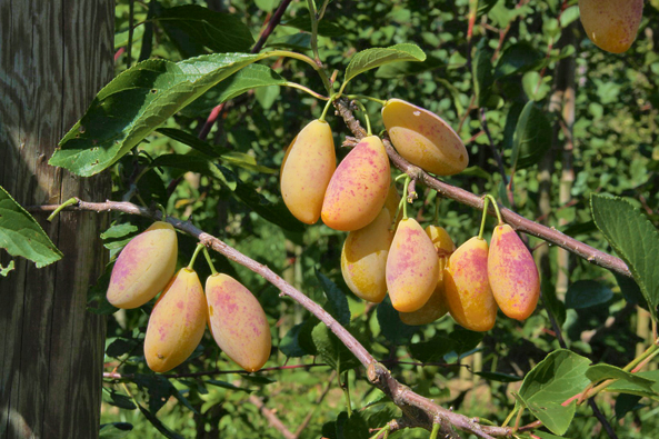 Bayerische Dattelzwetschge