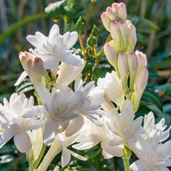 Tuberose