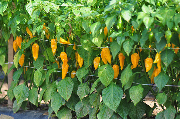 Scharfe Schoten: So bauen Sie Chili und Paprika an!