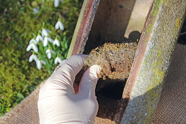 Vogelnistkästen reinigen