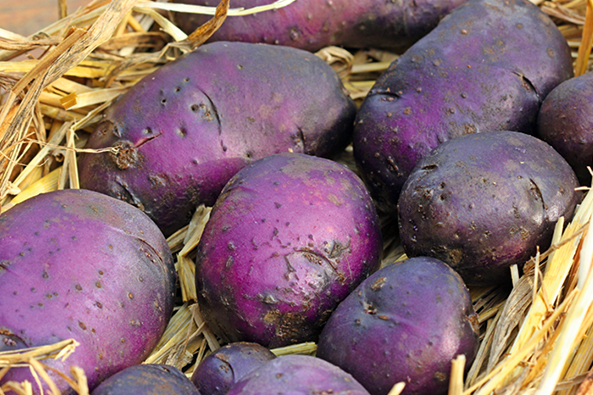 Kartoffel-Landsorte ‘Blauer Schwede’