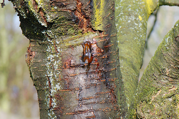 Gummifluss bei Steinobst