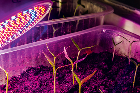 Aussaat auf der Fensterbank