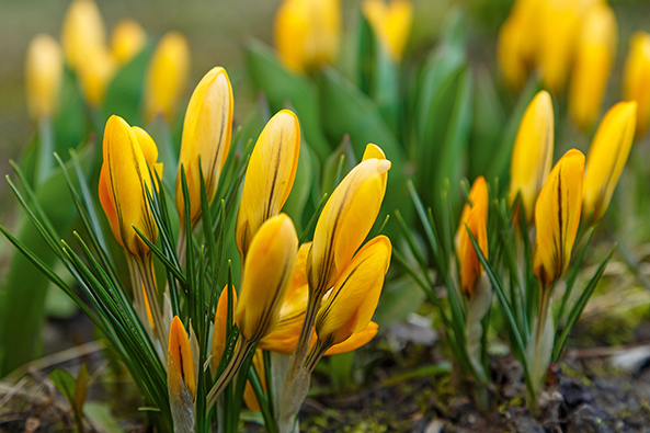 Crocus flavus ‘Golden Yellow’