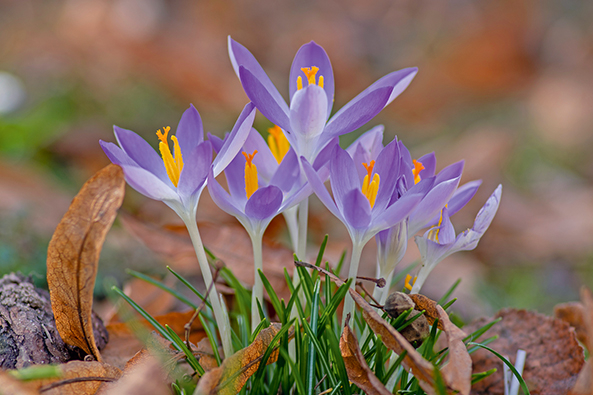 Elfen-Krokus