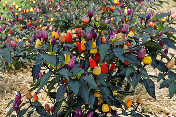 Chili ‘Lila Luzi’