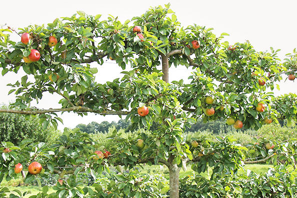 Spaliere im Kleingarten