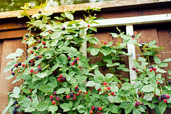 Him- und Brombeeren