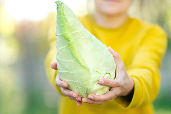 Spitzkohl ‘Filderkraut’