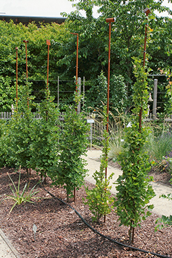 Veredelung von Stachelbeeren