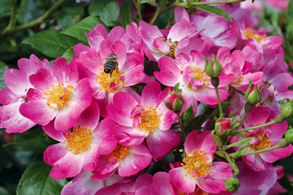 Zwergrose ‘Little Susie’