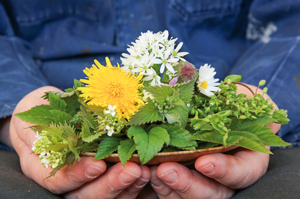 Beikräuter von der Parzelle