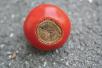Ausgetrocknetes Tomatenfruchtgewebe