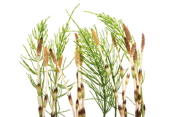 Schachtelhalm: Sporen- und Blatttriebe