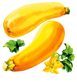Zucchini