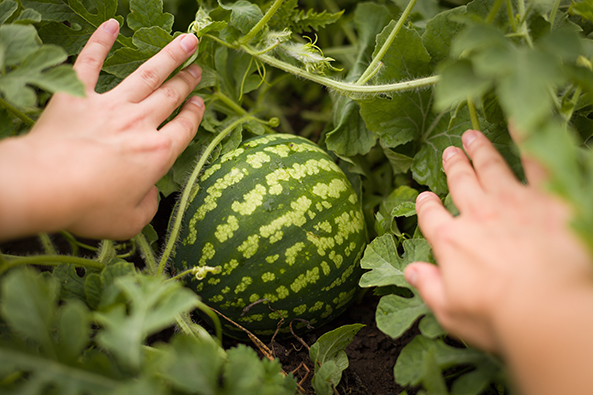Wassermelonen im Gewächshaus und Freiland