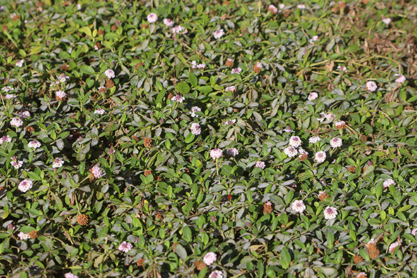 Alternativen zum klassischen Rasen