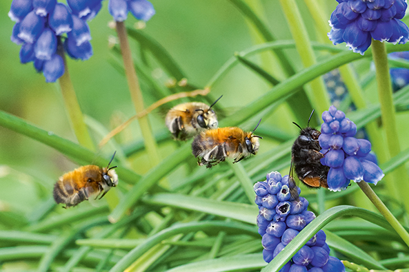 Pflanzwettbewerbs „Deutschland summt“