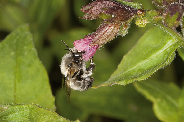 Frühlings-Pelzbiene