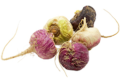 Maca-Knollen