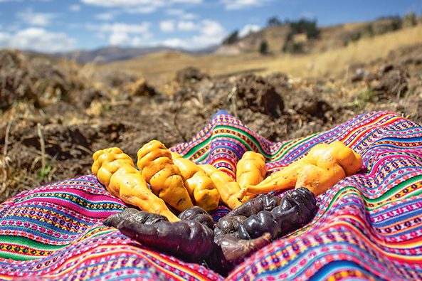 Knollen und Wurzeln der Anden