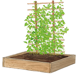 Rankgitter für Hoch- und Rahmenbeete