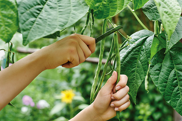Ernte mit Messer oder Schere