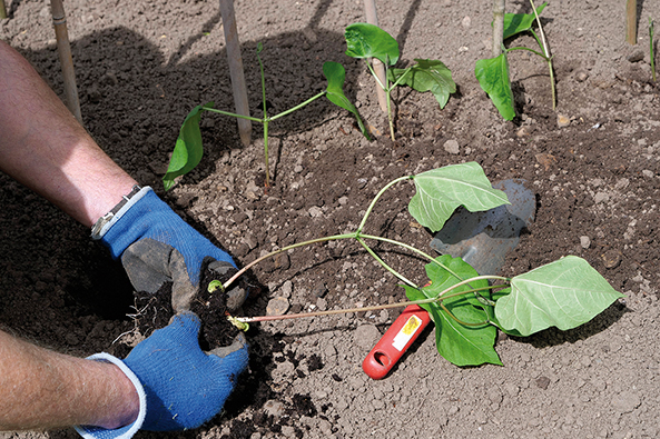 Vorkultur von Jungpflanzen