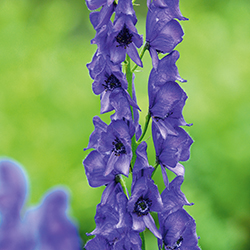 Blauer Berg-Eisenhut