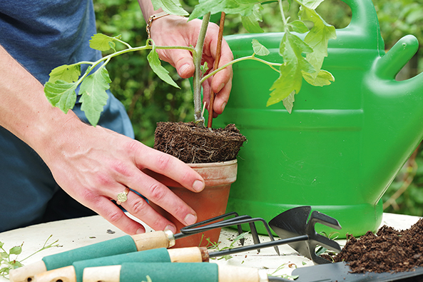 Jungpflanzen Auspflanzen