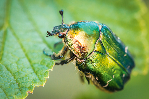 Insektenvielfalt