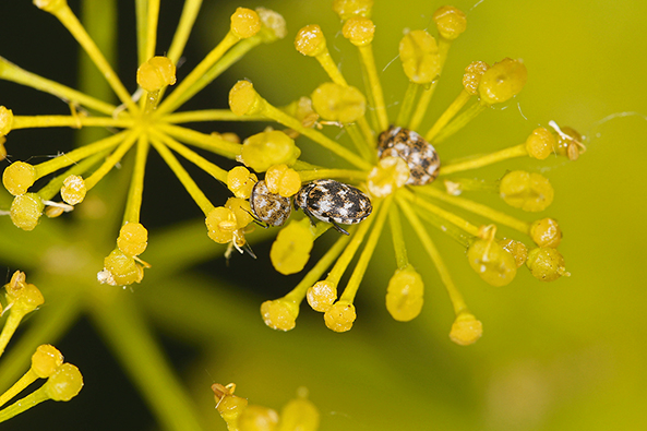 Wollkrautblütenkäfer