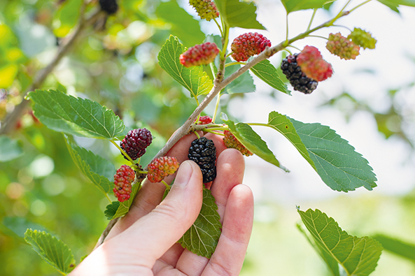 Maulbeeren aus dem Garten