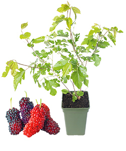 Zwerg-Maulbeerbaum ‘Mulle’