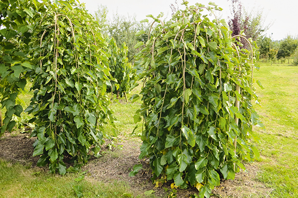 Maulbeerbäume für kleine Gärten