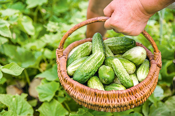 Reiche Gurkenernte