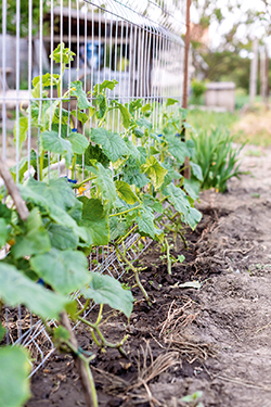 Rankhilfe von Vorteil